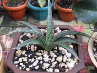 Sansevieria Athiopica Blue