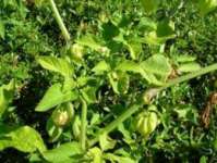 Morel berry ( English) ,  Ciplukan( Physalis peruviana,  Linn.) Sinonim= Physalis angulata. Linn. Physalis minina,  Linn. Familia= Solanaceae > > SMS= 081-32622-0589 > > SMS= 081-901-389-117 > > Email= BudimanBagus01@ yahoo.com