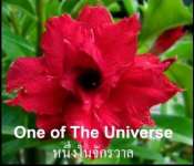 One of the Universe