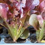Red Oak Leaf Lettuce ( Mondai)