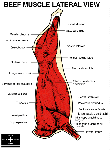 beef muscle lateral view