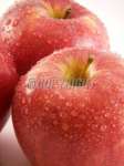 Apple Extract: Phloridzin4% 40% 80% 98% ,  HPLC,  own factory