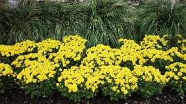Chrysanthemum Yellow Pigment