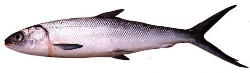Ikan Bandeng (Chanos-chanos/Milkfish)