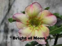 Bright of Moon