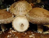 Shiitake Mushroom Extract