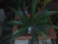 sansevieria Splendens big/sold out/terima kasih.