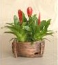 Ceramic & Pottery Flower Pots( BS3324 )