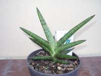 Sansevieria Mutomo