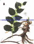 Polydatin And Resveratrol_Natural Polygonum Cuspidatum Extract NOT FROM CHEM TECH