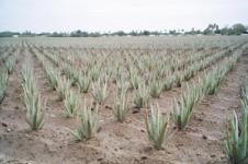Aloe vera farming buy back arrangemant