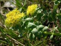 Rhodiola Extract