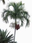 Palm Seeds ( Biji Pohon Palem) - Carpenteria acuminata