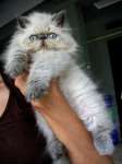 Blue Point Betina,  Ibu exo import,  bapak CH Exotic jantan. TEMPORARY STAY AT HOME. ONLY REAL CAT LOVERS MAY ADOPT HER.