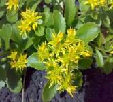 Rhodiola Rosea Extract