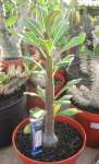 Adenium socotranum species B