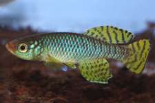 Korthase Yellow Killifish