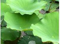 Lotus Leaf P.E