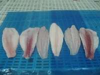 PANGASIUS UN-TRIMMED and WELLTRIMMED FILLET FOR EXPORT FROM VIETNAM