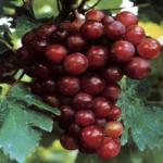 grape seed P.E. 95%OPC UV