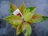 Aglaonema Srigading 6-8dn