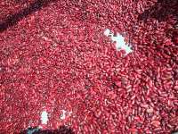 Red Kidney Beans 180-220 Grains/ 100G