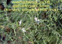 Andrographis Paniculata(Herba Andrographitis) Extract_Andrographolide