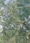 Big catkin willow glucoside