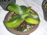 Sansevieria Dawei Variegated - SOLD OUT