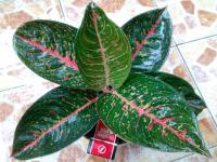 Reina mau 7 daun (Terjual - Medan)