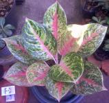 Aglaonema Boxing 12- 13 Daun+ ( A)