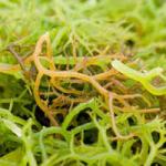 Lulur Rumput Laut ( Seaweed) | www.mahkotadewa.net