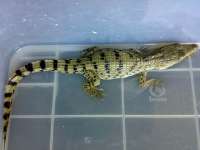 Buay Papua Baby ( Crocodylus novaeguineae) CODE 06