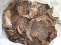 Coconut Shell ( Batok / Tempurung Kelapa)