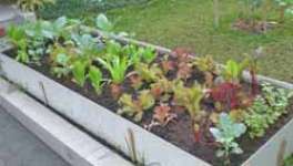 Pelatihan ber KEBUN ORGANIK di RUMAH ( Organic Home Gardening)