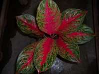 Aglaonema Rindu 8 Daun