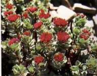 Rhodiola rosea P.E.