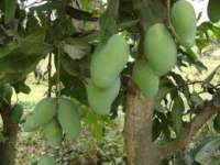 Amrapali Mango Plants grafted