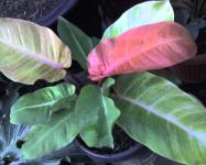 Philodendron Red var (Cherry Red,  Sunlight,  Tropical,  Ruby)