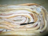conger eel