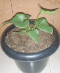 Anakan Anthurium Corong (Habis Terjual)