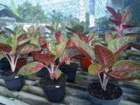 Aglaonema Widuri Remaja