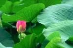 Lotus Leaf P.E