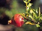 Pomegranate Extract Punicalagin A + B Ellagic Acid (huping@nutra-max.com)