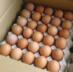 Jual Telur Ayam Omega 3