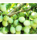 Grape Seed Extract