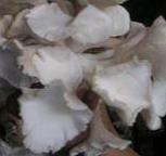 Jamur Tiram putih/ white oyster mushroom ( Pleuratus florida)