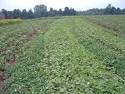 COVERCROP