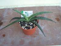 Sansevieria Personii Blue