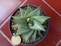Haworthia Limifolia hybrid